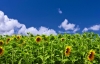 1340045_french_sunflowers