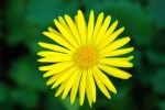 Yellow_flower
